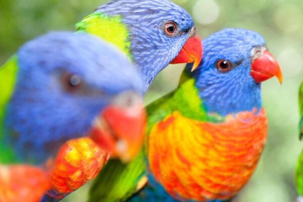 lorikeet_600