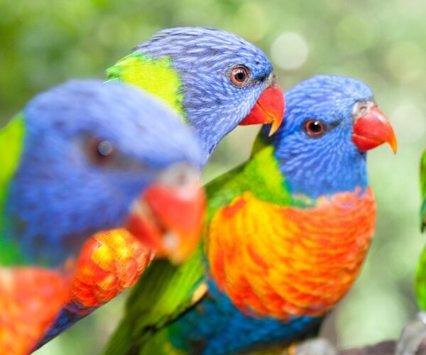 lorikeet_600